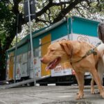 Fortaleza: VetMóvel oferece serviços veterinários no bairro Aracapé, em fevereiro