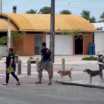 Moradores e turistas são atacados por cães em situação de rua na Beira-Mar