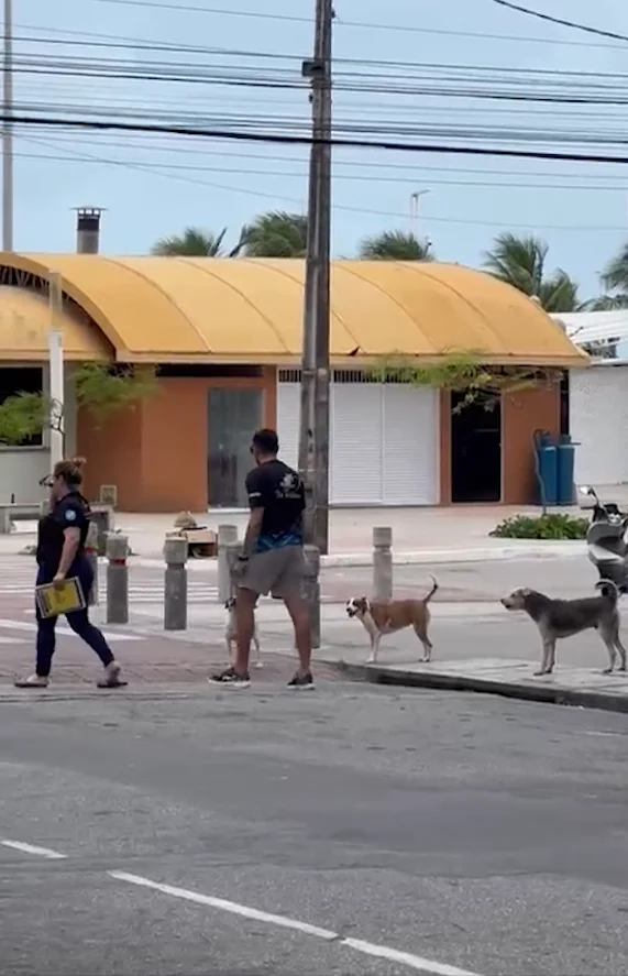 Moradores e turistas são atacados por cães em situação de rua na Beira-Mar