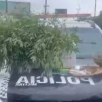 PM apreende mais de 100 mudas de maconha e entorpecentes em Fortaleza