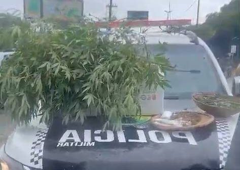 PM apreende mais de 100 mudas de maconha e entorpecentes em Fortaleza