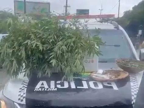 PM apreende mais de 100 mudas de maconha e entorpecentes em Fortaleza