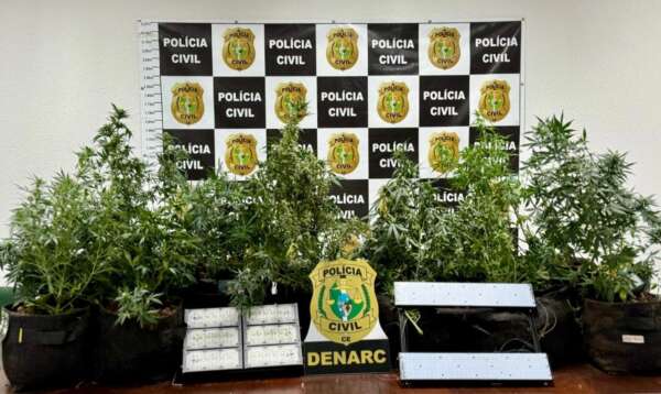 Polícia desativa laboratório de maconha após suspeito anunciar droga nas redes sociais