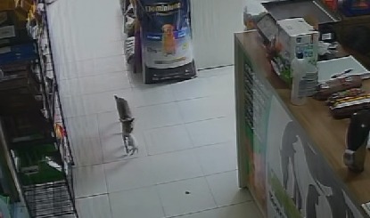 Vídeo: gata ‘pede ajuda’ em clínica veterinária para salvar filhote ferido, em Juazeiro do Norte