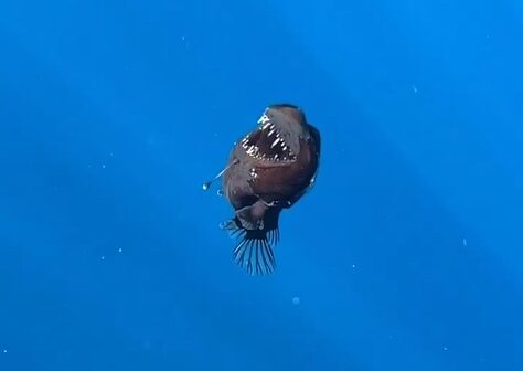 Peixe “diabo negro” é avistado pela 1ª vez próximo da superfície e sob à luz do dia; vídeo