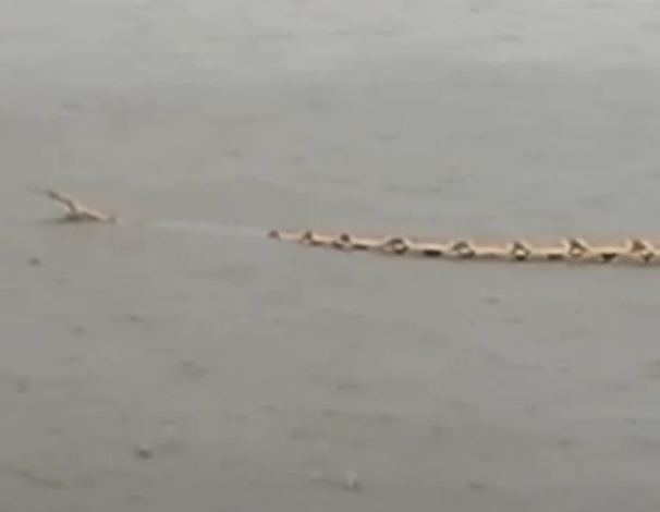 Vídeo flagra “cobra gigante” atravessando açude em Crateús, no interior do Ceará