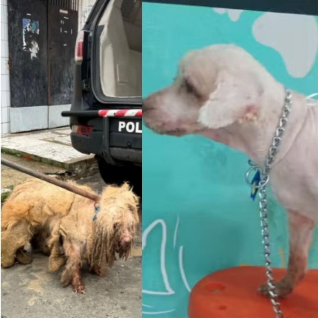 Cão Scooby: casal é indiciado por maus-tratos; animal havia sido resgatado com 3 quilos de pelos sujos