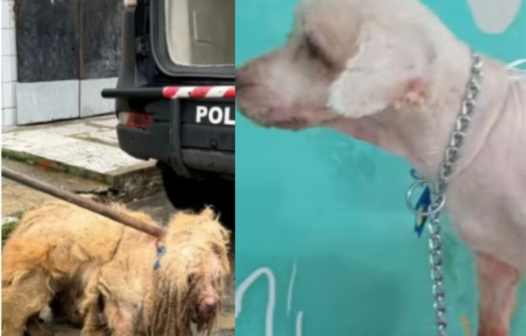Cão Scooby: casal é indiciado por maus-tratos; animal havia sido resgatado com 3 quilos de pelos sujos