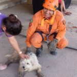 Bombeiros resgatam cachorro que caiu em barranco ao perseguir macacos em Viçosa do Ceará