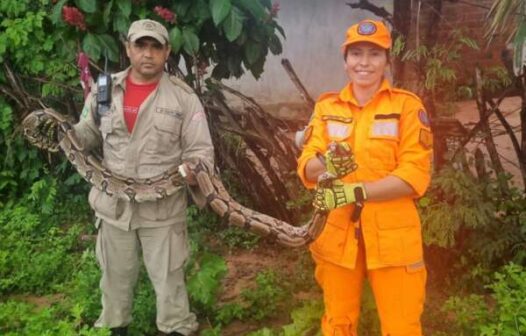 Cobra de mais de dois metros é resgatada em quintal de residência no Ceará