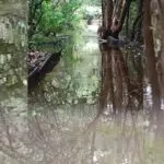 Trilhas do Parque Estadual do Cocó em Fortaleza estão fechadas devido às fortes chuvas