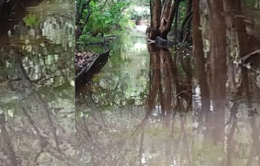 Trilhas do Parque Estadual do Cocó em Fortaleza estão fechadas devido às fortes chuvas