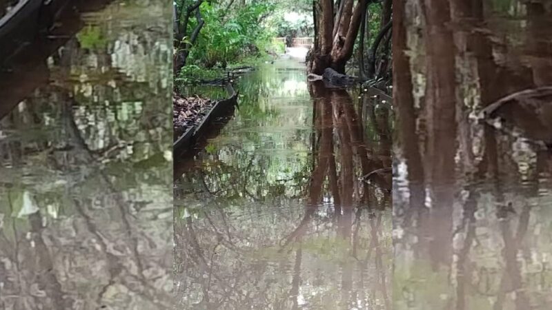 Trilhas do Parque Estadual do Cocó em Fortaleza estão fechadas devido às fortes chuvas