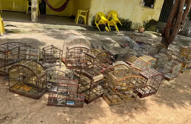 Polícia Ambiental do Ceará apreende armas e animais silvestres em fazenda de Santa Quitéria