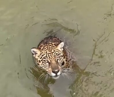 Vídeo raro mostra onça-pintada nadando em Zoológico de Manaus