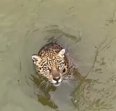 Vídeo raro mostra onça-pintada nadando em Zoológico de Manaus