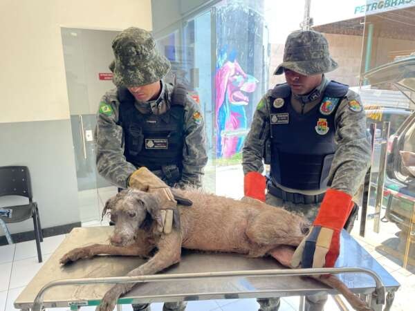Polícia Militar resgata cachorro que estava submerso em lamaçal, no Crato/CE