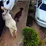 Cabras são flagradas realizando “furto” de pães em frente a residências em Boa Viagem (CE)
