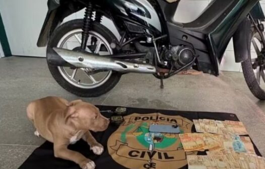 Adolescente é apreendida após furtar R$ 30 mil e utilizar dinheiro para comprar iPhone e filhote de pitbull no Ceará