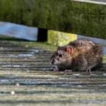 Fortaleza registra 11 casos de leptospirose em 2025 e reforça alerta durante as chuvas