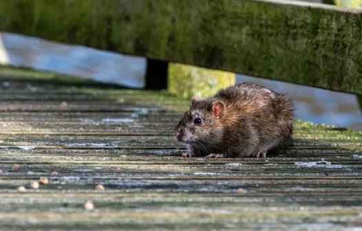 Fortaleza registra 11 casos de leptospirose em 2025 e reforça alerta durante as chuvas