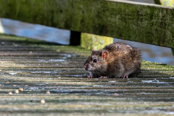 Fortaleza registra 11 casos de leptospirose em 2025 e reforça alerta durante as chuvas