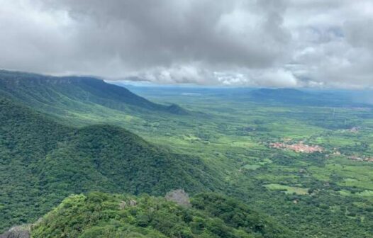 Ceará pode se tornar pioneiro na produção de pistache no Brasil