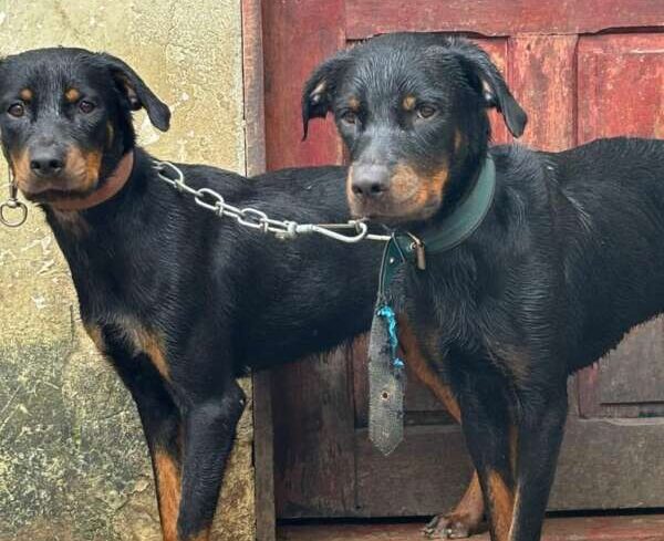 Dois cães da raça rottweiler são resgatados em situação de maus-tratos na Barra do Ceará