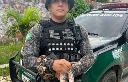 Jiboia é resgatada pela Polícia Militar no bairro Sapiranga em Fortaleza