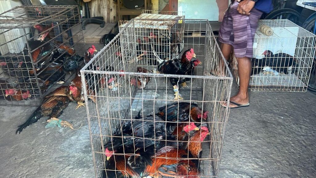 Ação prende 11 pessoas e resgata 23 animais em local usado para rinha de galo