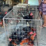 Ação prende 11 pessoas e resgata 23 animais em local usado para rinha de galo