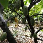 Ceará investe na produção de cacau fino e mira expansão para outros mercados, aponta SDE