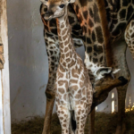 Público poderá escolher nome de bebê girafa nascida no zoológico de São Paulo