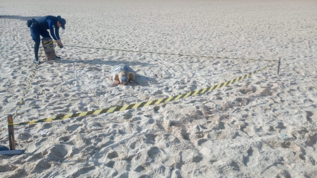 Tartaruga-de-pente é encontrada morta em praia de Fortaleza e área é isolada para investigação