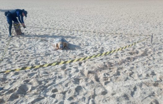 Tartaruga-de-pente é encontrada morta em praia de Fortaleza e área é isolada para investigação