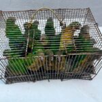 Operação da Polícia Militar apreende 81 animais silvestres na Feira da Parangaba, em Fortaleza