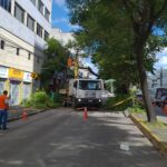 Árvore de grande porte cai no Centro de Fortaleza e deixa parte da região sem energia