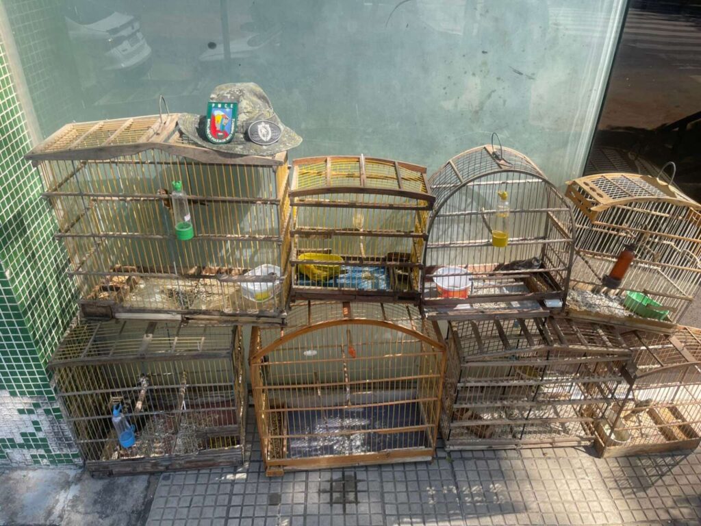 Polícia militar resgata oito aves silvestres e homem é detido em Juazeiro do Norte