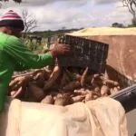 Ceará produz a cada safra mais de 700 mil toneladas de mandioca, matéria-prima da tapioca