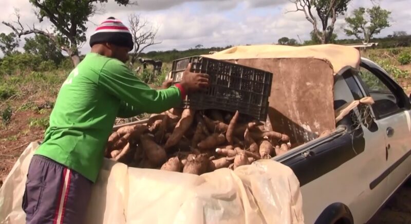 Ceará produz a cada safra mais de 700 mil toneladas de mandioca, matéria-prima da tapioca