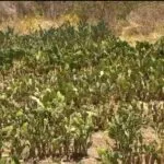 Resistente à seca, palma forrageira se consolida como aliada do rebanho cearense