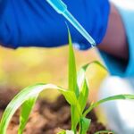 Bioinsumos ganham força como alternativa sustentável para elevar a produtividade no campo