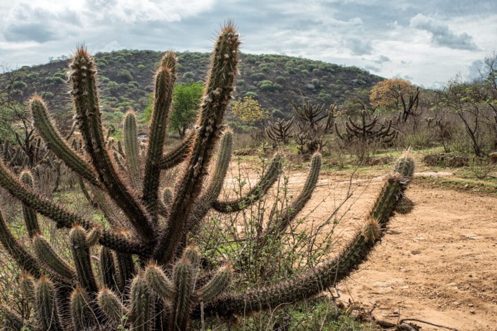 Ameaçada de desertificação, Caatinga terá área recuperada