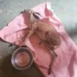 Animais silvestres: Polícia Militar resgata jiboia, garça e veado-catingueiro no Ceará