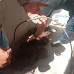 Operação Celari prende homem e apreende fios de cobre e galos em Itapipoca