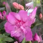 Festival de Flores de Holambra encanta público de Fortaleza com mais de 150 espécies