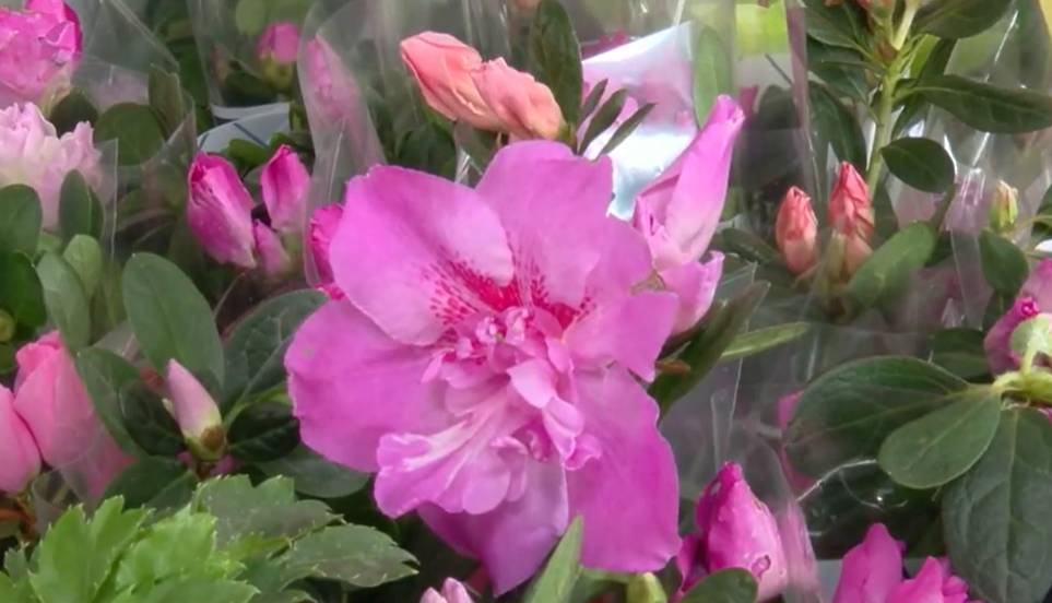 Festival de Flores de Holambra encanta público de Fortaleza com mais de 150 espécies