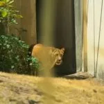 Após ataque que matou jovem, leoa Leona volta à jaula sob monitoramento