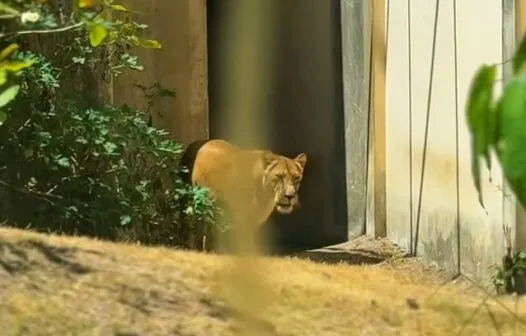 Após ataque que matou jovem, leoa Leona volta à jaula sob monitoramento