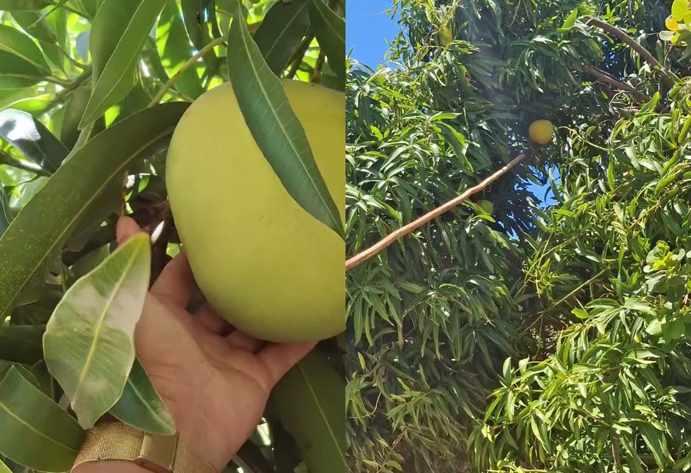 Manga de mais de 2 kg é colhida em Cascavel, no Ceará